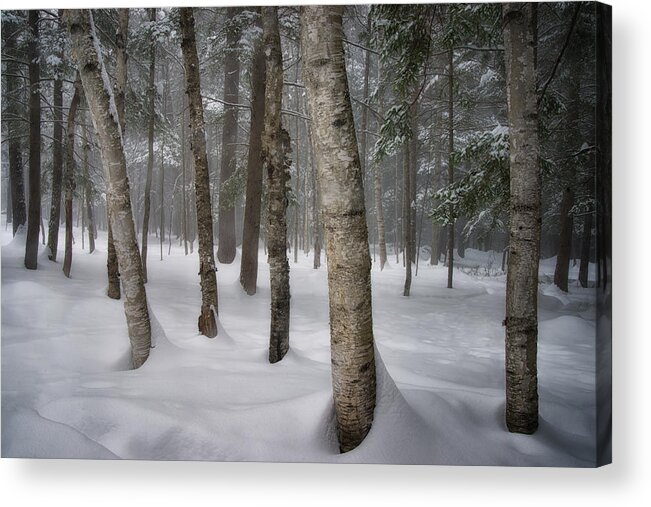 #maine#landscape#winter#birch#trees Acrylic Print featuring the photograph Into the Woods by Darylann Leonard Photography