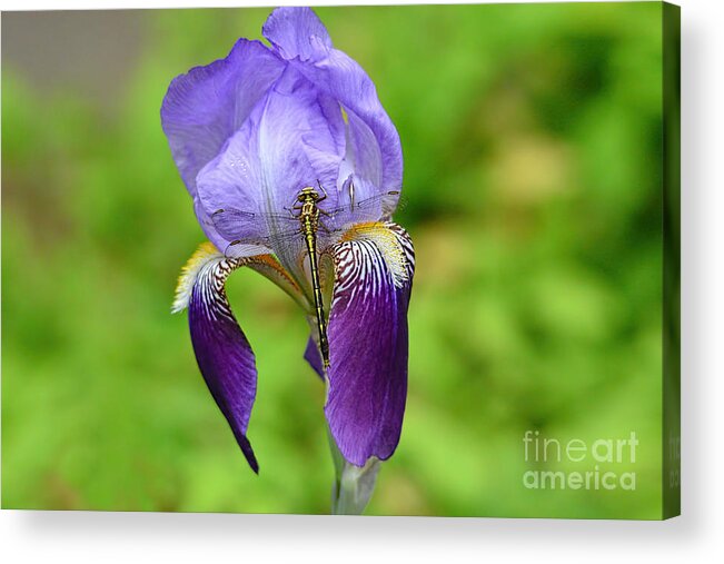 Iris Germanica Acrylic Print featuring the photograph Iris and the Dragonfly 3 by Jai Johnson