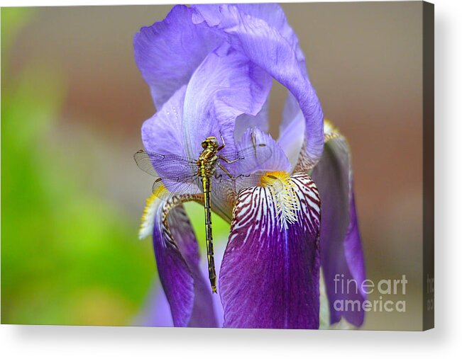 Iris Germanica Acrylic Print featuring the photograph Iris and the Dragonfly 4 by Jai Johnson