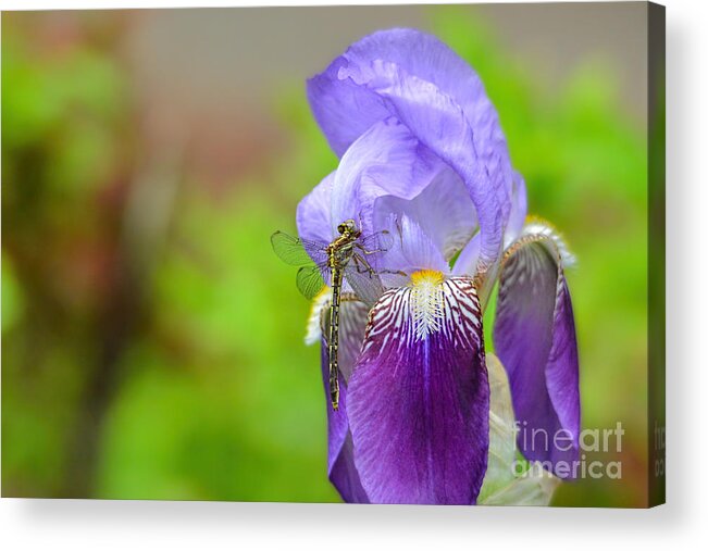 Iris Germanica Acrylic Print featuring the photograph Iris and the Dragonfly 5 by Jai Johnson