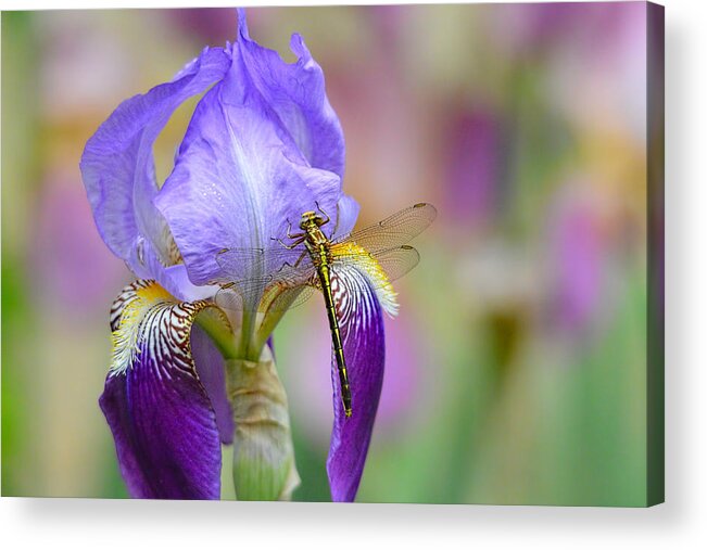 Iris Germanica Acrylic Print featuring the photograph Iris and the Dragonfly 6 by Jai Johnson