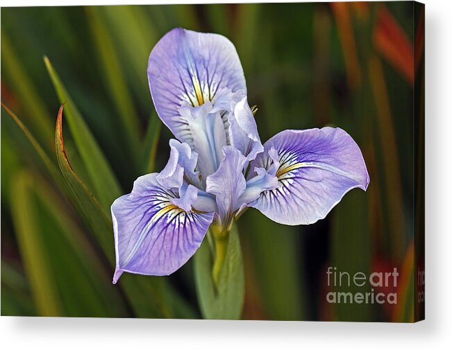 Kate Brown Acrylic Print featuring the photograph Iris by Kate Brown