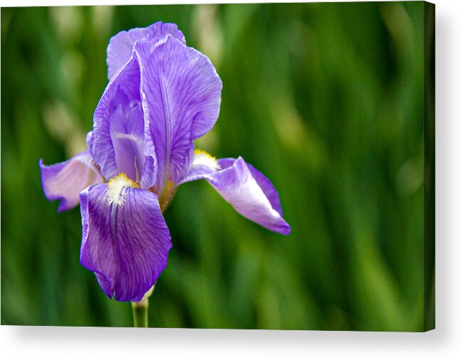 Background Acrylic Print featuring the photograph Iris by Lana Trussell