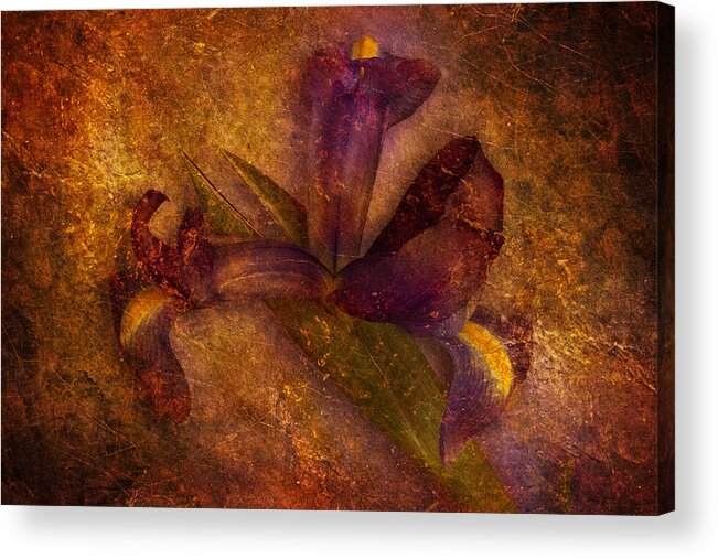 Iris Acrylic Print featuring the photograph Iris Number Eight by Bob Coates