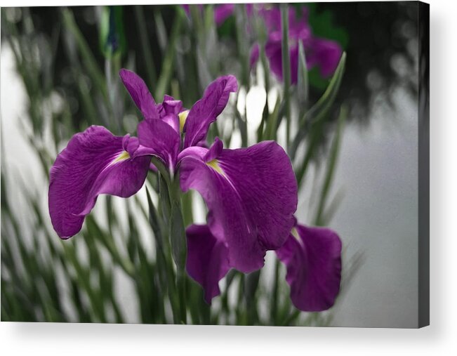 35mm Acrylic Print featuring the photograph Iris on Pond's Edge by Penny Lisowski
