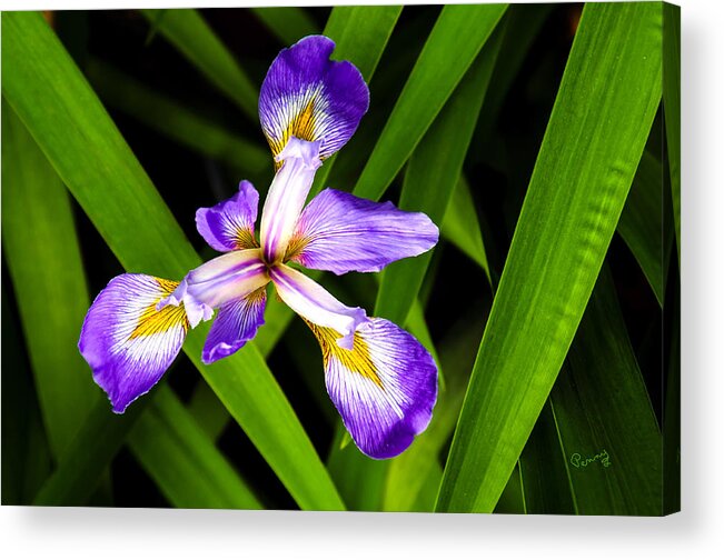 Penny Lisowski Acrylic Print featuring the photograph Iris Pinwheel by Penny Lisowski