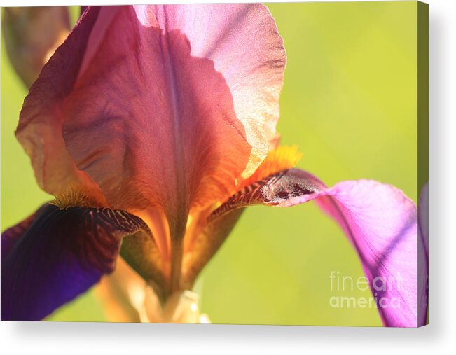 Iris Acrylic Print featuring the photograph Iris Study 6 by Jeanette French