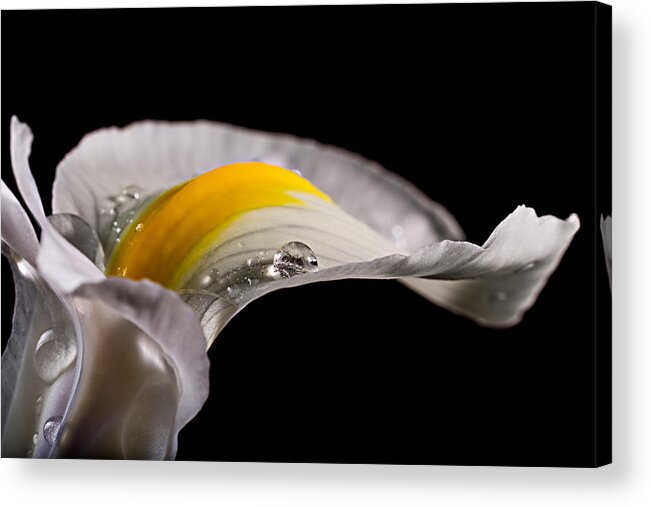 Japanese Acrylic Print featuring the photograph Iris With Water by Mary Jo Allen