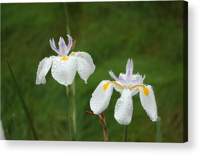 Linda Brody Acrylic Print featuring the photograph Irises In the Rain by Linda Brody