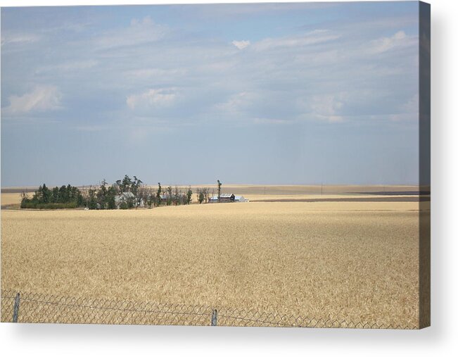 Wheat Fields Acrylic Print featuring the photograph Island in Wheat Field by Susan Woodward
