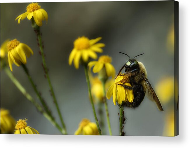 Carpenter Bee Acrylic Print featuring the photograph It's Mine-All Mine by Michael Eingle