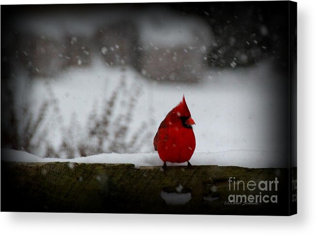 Cardinal Acrylic Print featuring the photograph It's Snowing by Rabiah Seminole