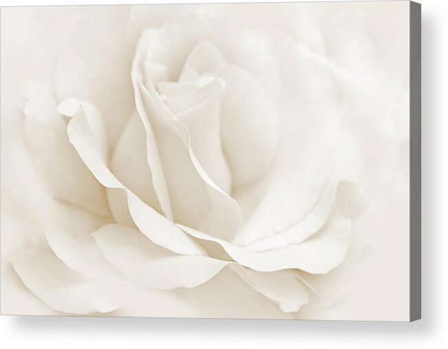 Rose Acrylic Print featuring the photograph Ivory Ballerina Rose Flower by Jennie Marie Schell