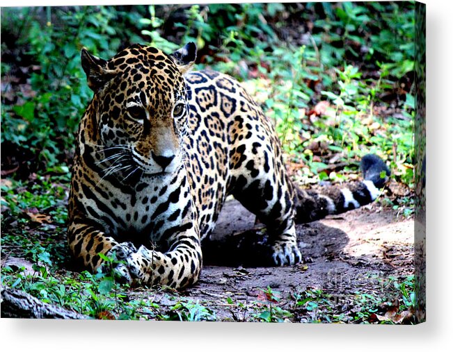 Jaguar Acrylic Print featuring the photograph Jaguar Crouching by Kathy White
