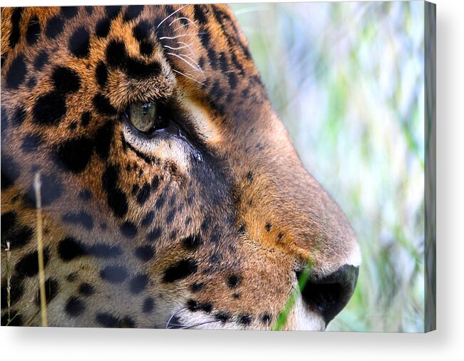 Jaguar Acrylic Print featuring the photograph Jaguar Eyes by Nathan Miller
