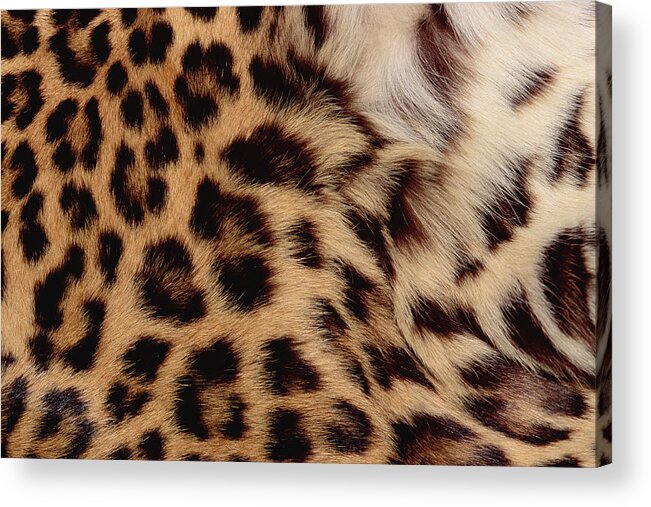 Feb0514 Acrylic Print featuring the photograph Jaguar Fur Detail by Gerry Ellis