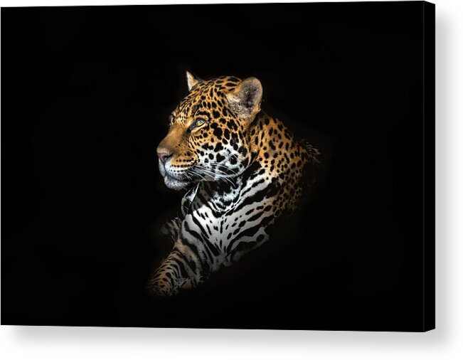Jaguar Acrylic Print featuring the photograph Jaguar Portrait by Majestic Moments Photography,