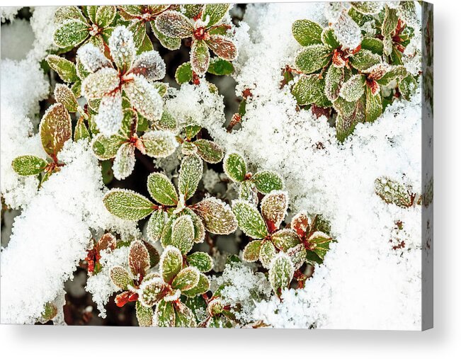 Background Acrylic Print featuring the photograph January Snow In Mill Creek, Washington by Stuart Westmorland