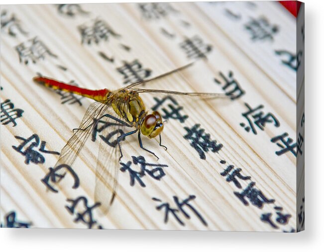 Asian Acrylic Print featuring the photograph Japanese Dragonfly by Matthew Bamberg
