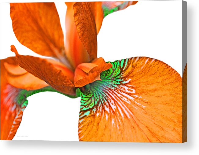 Iris Acrylic Print featuring the photograph Japanese Iris Orange White Five by Jennie Marie Schell