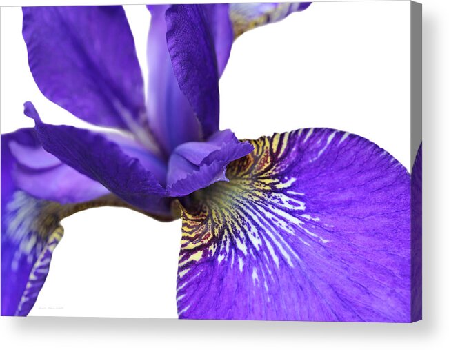 Iris Acrylic Print featuring the photograph Japanese Iris Purple White Five by Jennie Marie Schell