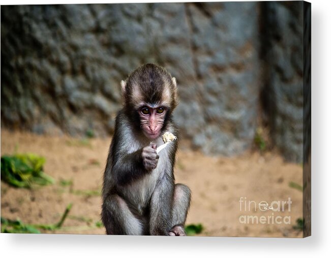 Macaque Acrylic Print featuring the photograph Japanese Macaque Monkey by Ms Judi