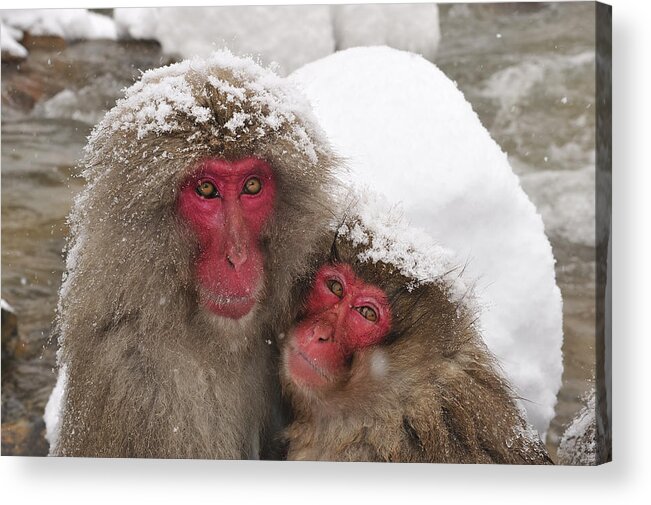 Thomas Marent Acrylic Print featuring the photograph Japanese Macaque Pair Jigokudani Nagano by Thomas Marent