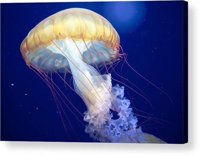Japanese Sea Nettle Acrylic Print featuring the photograph Japanese Sea Nettle Chrysaora Pacifica by Mary Lee Dereske