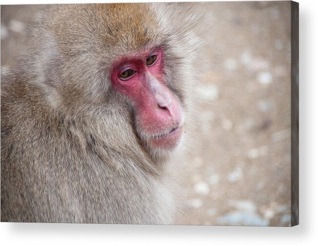Animal Themes Acrylic Print featuring the photograph Japanese Snow Monkey by Aaron Reker Photography