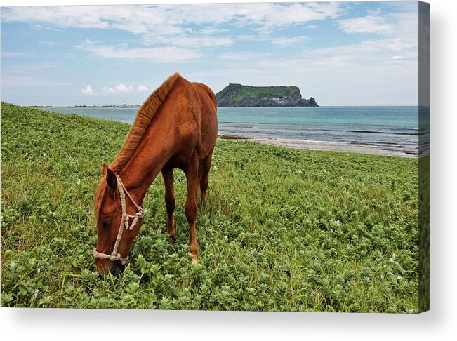 Horse Acrylic Print featuring the photograph Jeju Horse And Seongsan Ilchulbong by Douglas Macdonald