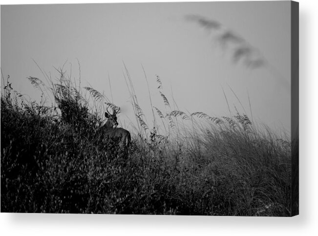Deer Acrylic Print featuring the photograph Jekyll Deer in Black by Laurie Perry