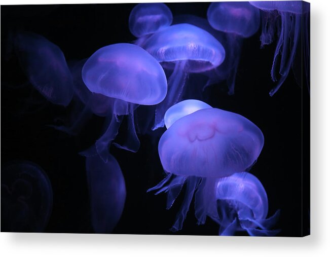 Underwater Acrylic Print featuring the photograph Jellyfish by Karina Tischlinger