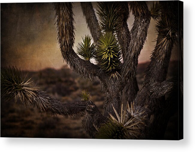 Evie Acrylic Print featuring the photograph Joshua Tree in Mojave National Preserve by Evie Carrier