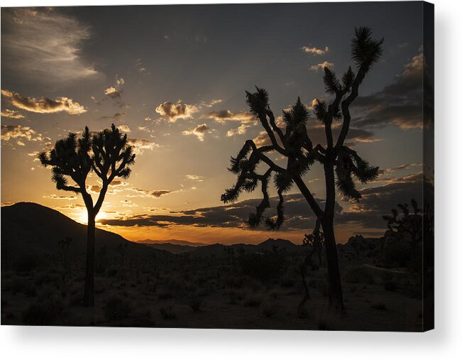 Photography Acrylic Print featuring the photograph Joshua Tree Sunset Silhouette 2 by Lee Kirchhevel