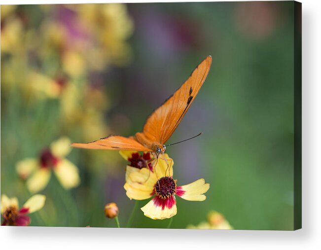 Butterfly Acrylic Print featuring the photograph Julia Butterfly by Cathy Donohoue