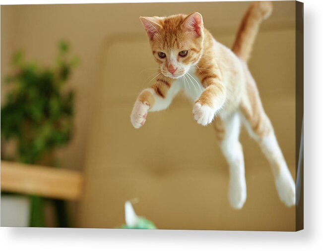 Pets Acrylic Print featuring the photograph Jumping Ginger Kitten by Akimasa Harada