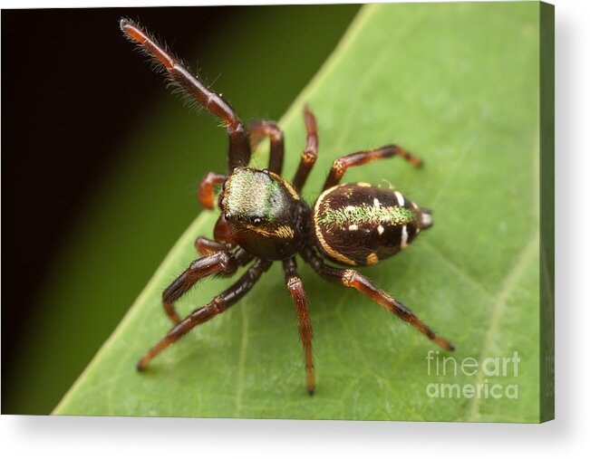 Clarence Holmes Acrylic Print featuring the photograph Jumping Spider Paraphidippus aurantius I by Clarence Holmes