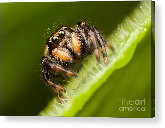 Clarence Holmes Acrylic Print featuring the photograph Jumping Spider Phidippus clarus I by Clarence Holmes