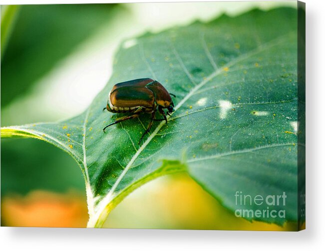 Cotinis Nitida Acrylic Print featuring the photograph June Bug by Paul Mashburn