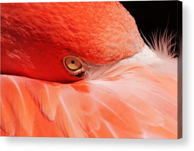 Flamingo Acrylic Print featuring the photograph Just a Peek by Theo OConnor