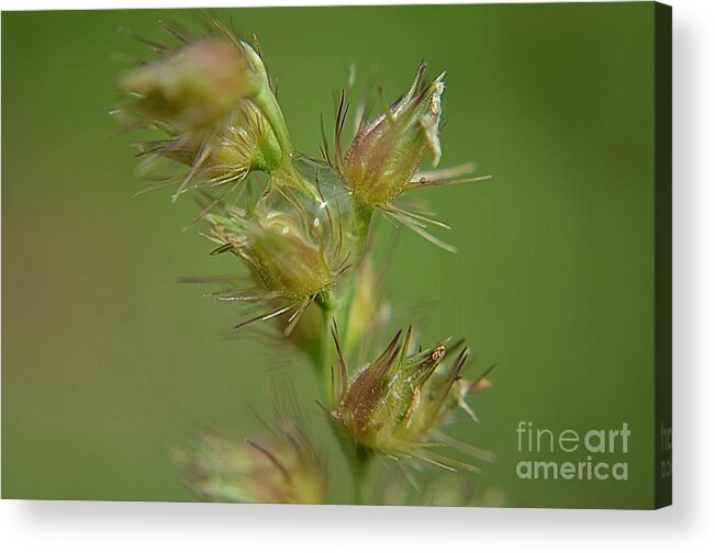 Michelle Meenawong Acrylic Print featuring the photograph Just One Drop by Michelle Meenawong
