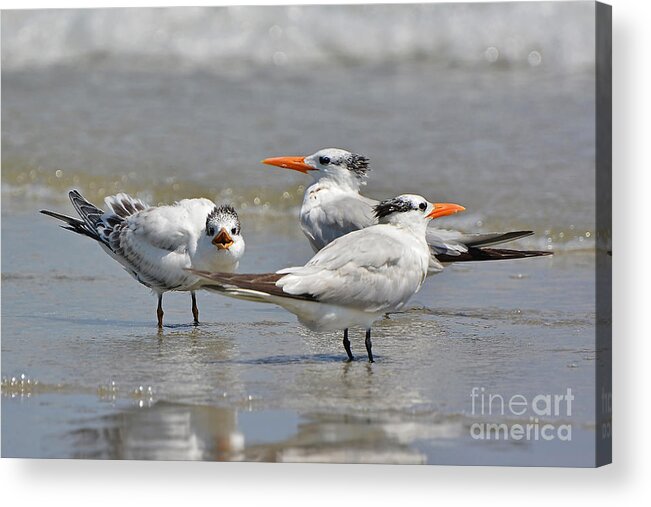 Shorebirds Acrylic Print featuring the photograph Juvenile Royal Terns by Kathy Baccari