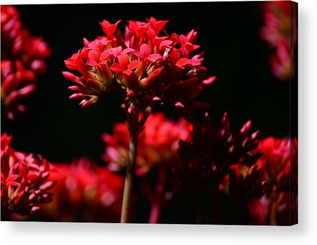 Kalanchoe Blooms Acrylic Print featuring the photograph Kalanchoe Blooms by Debra Martz
