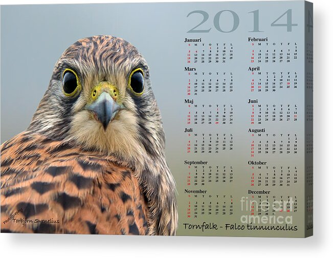 Calender 2014 Acrylic Print featuring the photograph Kalender 2014 Tornfalk by Torbjorn Swenelius