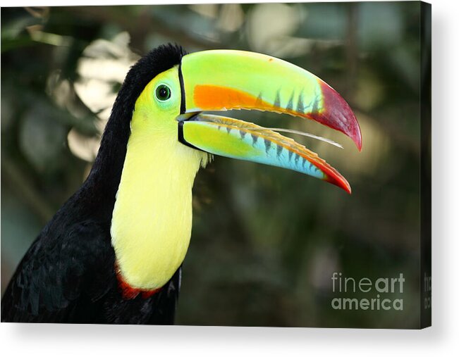 Toucan Acrylic Print featuring the photograph Keel billed toucan by James Brunker