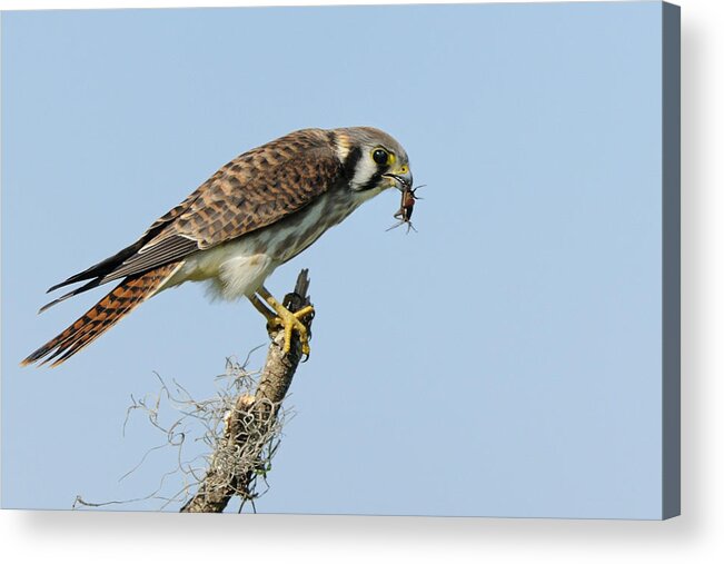 Kestrel Acrylic Print featuring the photograph Kestrel with a cricket by Bradford Martin