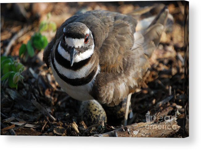 Names Of Birds Acrylic Print featuring the photograph Killdeer Mom by Skip Willits