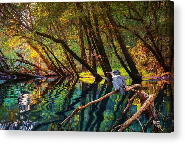 Kingfisher Acrylic Print featuring the photograph King of North Chick by Steven Llorca