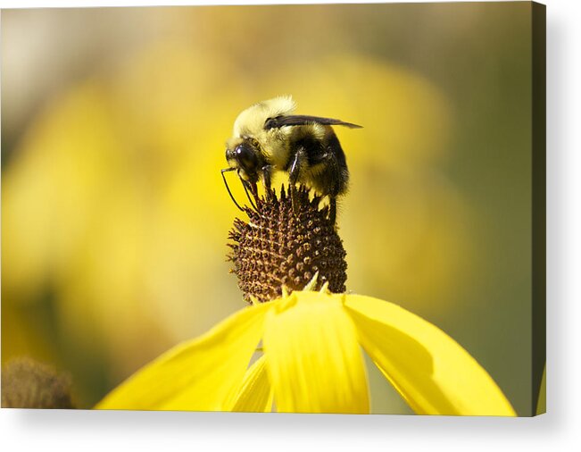 Bee Acrylic Print featuring the photograph King of the Coneflower by Penny Meyers