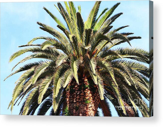 King Acrylic Print featuring the photograph King Palm by Audreen Gieger